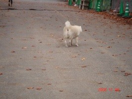 f:id:akamac:20081122151447j:image