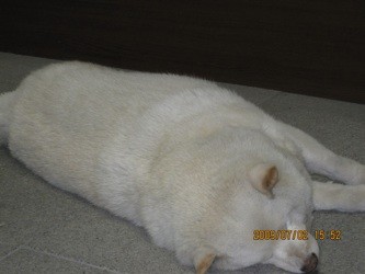 f:id:akamac:20090702155241j:image