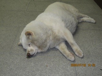 f:id:akamac:20090702155257j:image