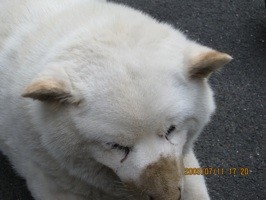 f:id:akamac:20090711172030j:image