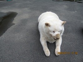 f:id:akamac:20090711172056j:image
