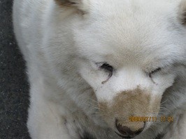 f:id:akamac:20090711172107j:image