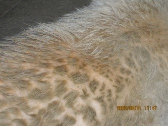 20090801114726