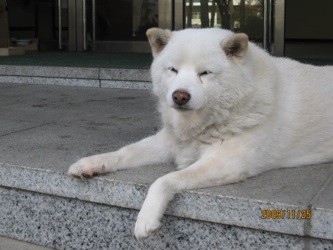 f:id:akamac:20091125130120j:image