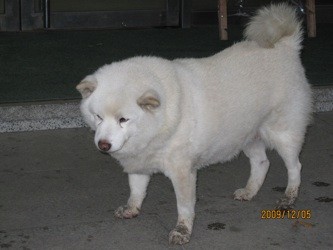 f:id:akamac:20091205161113j:image