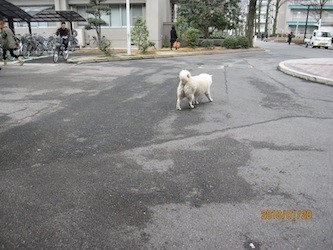 f:id:akamac:20100128142726j:image