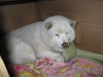 f:id:akamac:20100211224900j:image