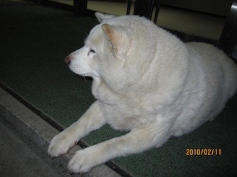 f:id:akamac:20100211225147j:image