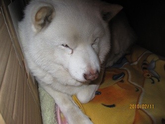 f:id:akamac:20100211230347j:image