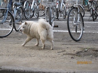 f:id:akamac:20100217170214j:image