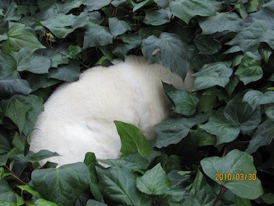 f:id:akamac:20100330134708j:image