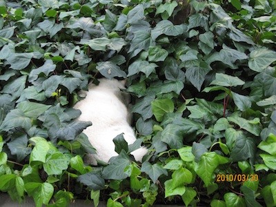 f:id:akamac:20100330134734j:image
