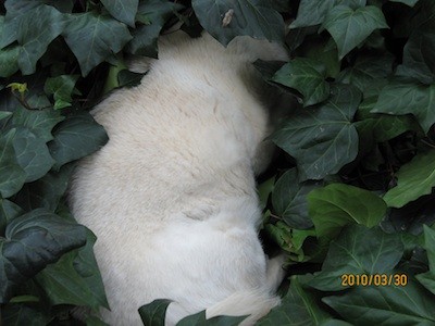 f:id:akamac:20100330134803j:image