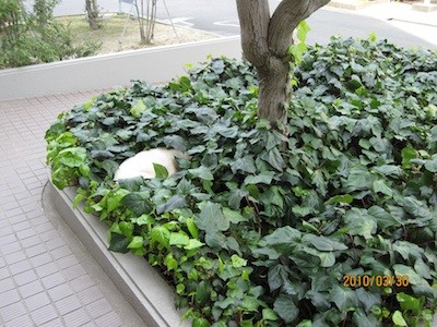 f:id:akamac:20100330134833j:image