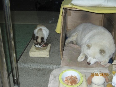 f:id:akamac:20100423190816j:image