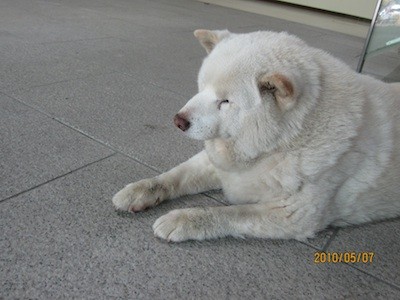 f:id:akamac:20100507144512j:image