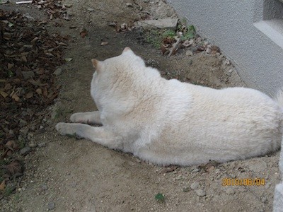 f:id:akamac:20100604164832j:image