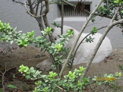 f:id:akamac:20100604164903j:image