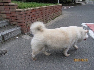 f:id:akamac:20100622182207j:image