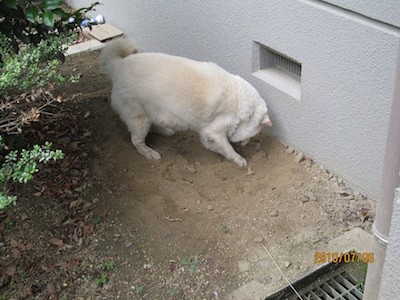 f:id:akamac:20100706100151j:image