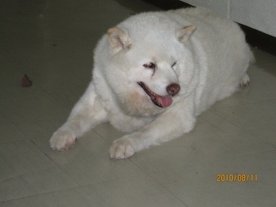 f:id:akamac:20100811180408j:image