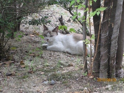 f:id:akamac:20100828144104j:image