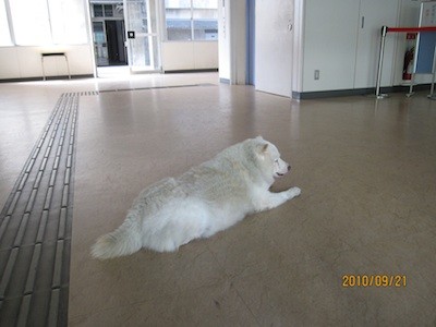 f:id:akamac:20100921100813j:image
