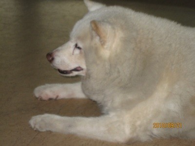 f:id:akamac:20100921100929j:image