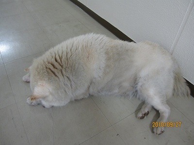 f:id:akamac:20100927190028j:image