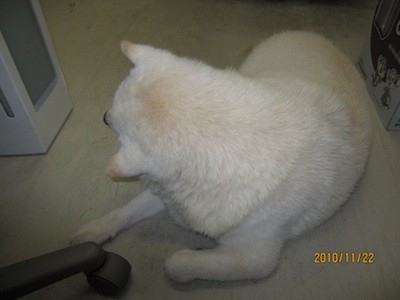 f:id:akamac:20101122164519j:image