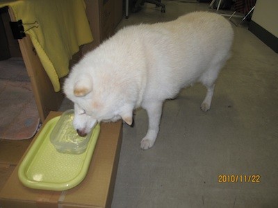 f:id:akamac:20101122164720j:image