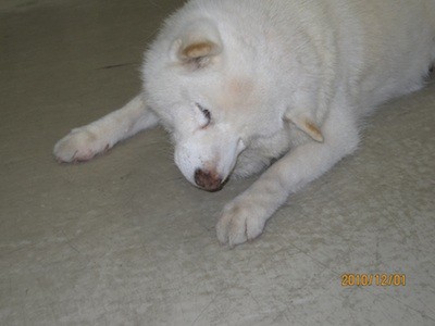 f:id:akamac:20101201111050j:image
