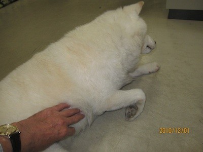f:id:akamac:20101201144043j:image