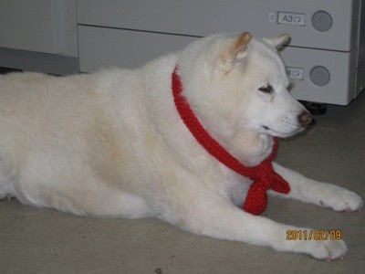 f:id:akamac:20110209164240j:image
