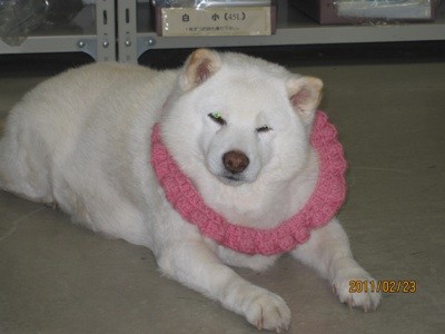 f:id:akamac:20110223153627j:image