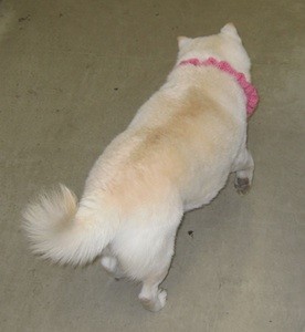 f:id:akamac:20110304165121j:image