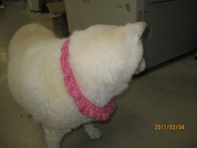 f:id:akamac:20110304165155j:image