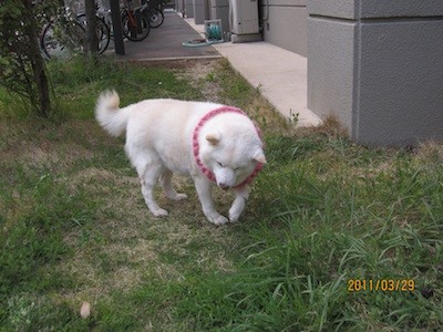 f:id:akamac:20110329170430j:image