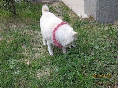 f:id:akamac:20110329170435j:image