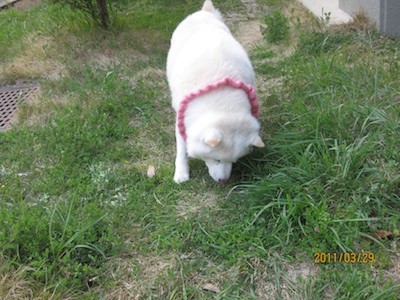 f:id:akamac:20110329170447j:image