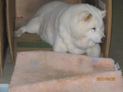 f:id:akamac:20110420155103j:image