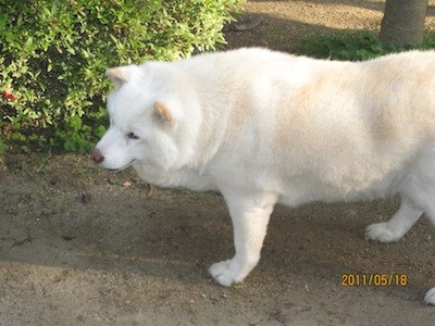 f:id:akamac:20110518172710j:image