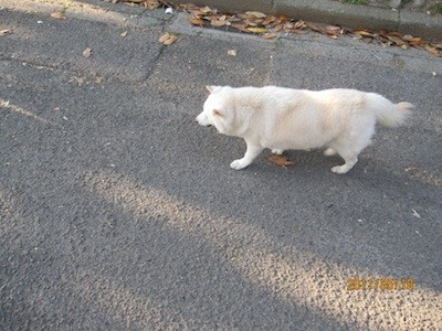 f:id:akamac:20110518174301j:image