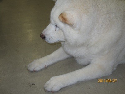 f:id:akamac:20110527165013j:image