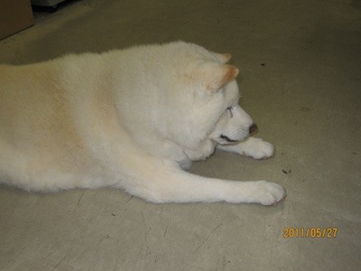 f:id:akamac:20110527165043j:image