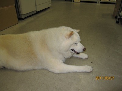 f:id:akamac:20110527165105j:image