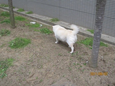 f:id:akamac:20110602170921j:image