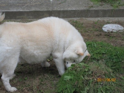 f:id:akamac:20110602171046j:image