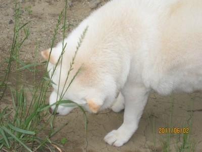 f:id:akamac:20110602171154j:image