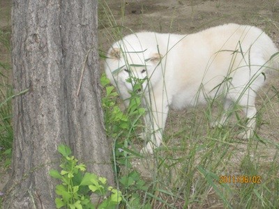 f:id:akamac:20110602171242j:image